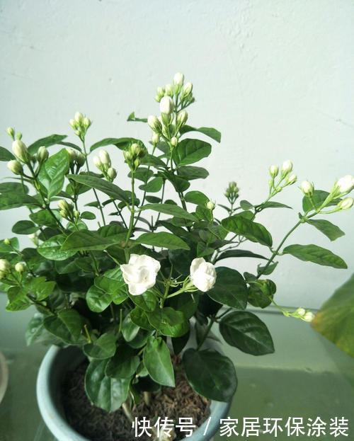  「室内」室内养3种“芳香植物”，叶子香、开花香喷喷，空气清新，睡眠好