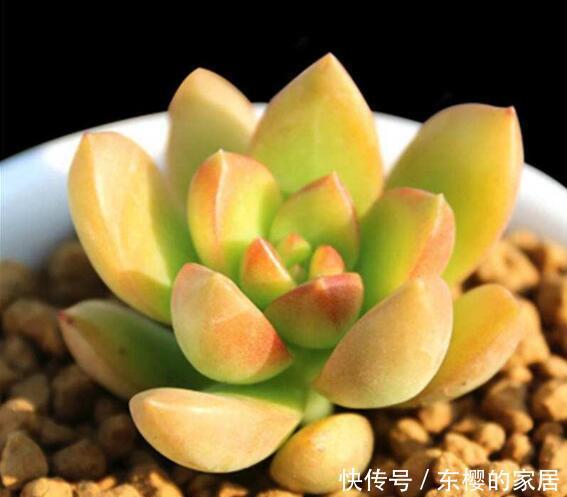  [阳光]“3种”多肉现在养，多晒阳光，夏天美成花朵