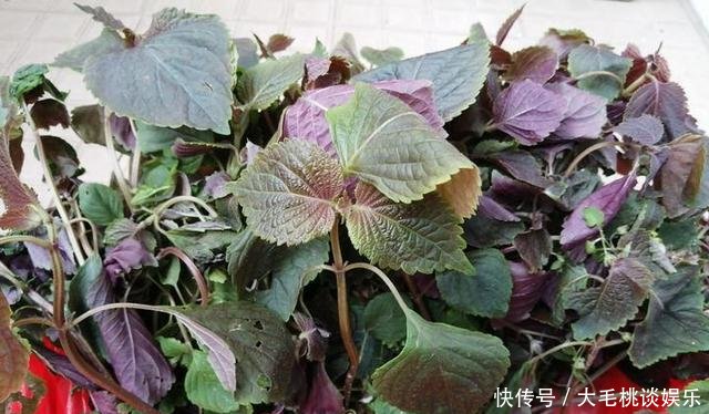  [竟然]这两种野草和配菜，在花盆都能长得很茂盛，竟然浑身是宝