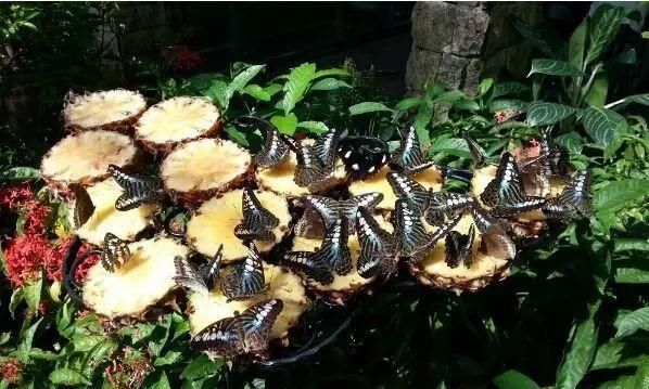 面积和中国上海相当的新加坡，为何机场却能始终排名世界第一？