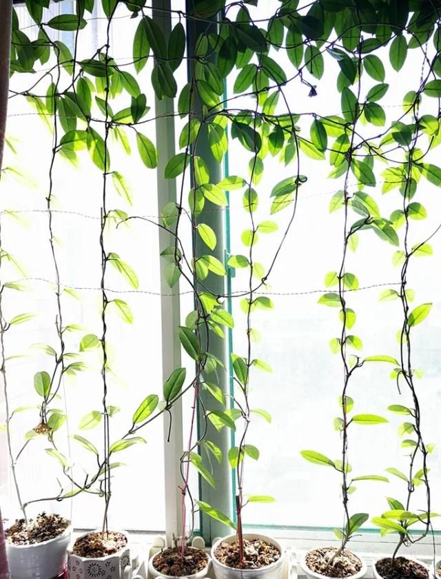  家里■家里光照不好，就养这4种花，耐阴还能勤开花！
