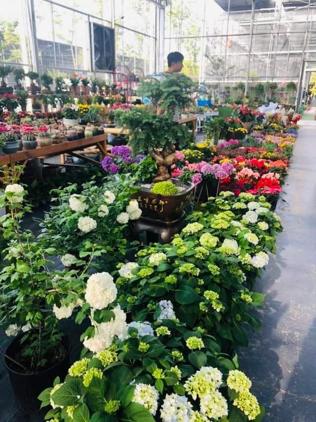 『铁皮石斛』昔日违建变身花博园,各色花卉价格好亲民,还有智慧花盆帮你养花