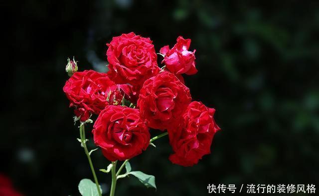 『花无』月季——只道花无十日红,此花无日不春风
