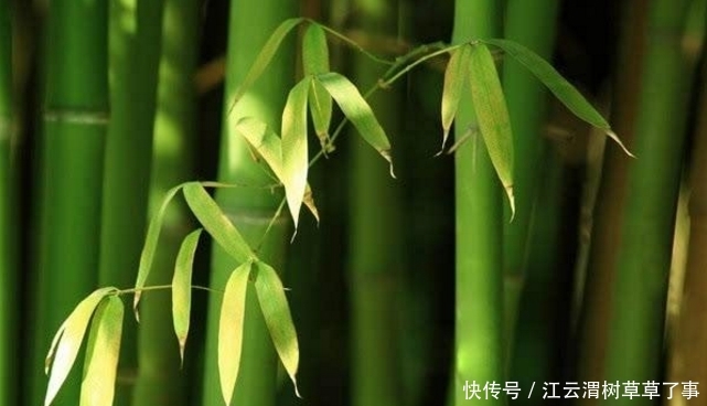 老外：钢制筷子能拯救树木，为什么中国人很少用？国人：你们不懂