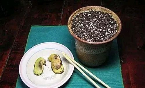  放进■我在路上捡起一座松塔，不小心把它放进了花盆里。太神奇了