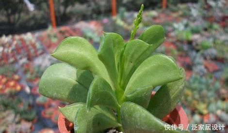 『种植物』一种“椒草”长出大斧子,开春养护要狠心修剪,窜出更多新枝