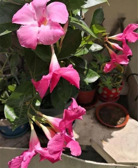  【招准】“飘香藤”黄叶掉落怎么办？先别着急，用这3招准能治好