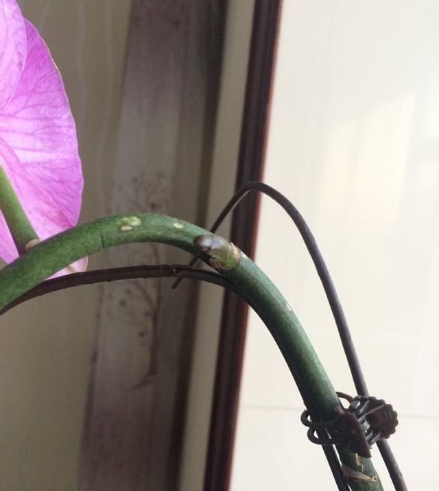  「新花苞」蝴蝶兰花谢后花箭别剪，注意水肥15天就又冒花苞，花开大又美！