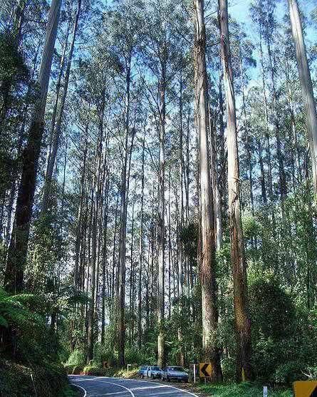 世界最大的树:重达2800多吨,要20多个人才能抱住