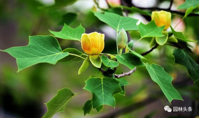  【棕榈科伞形】558种 · 园林植物配置大全