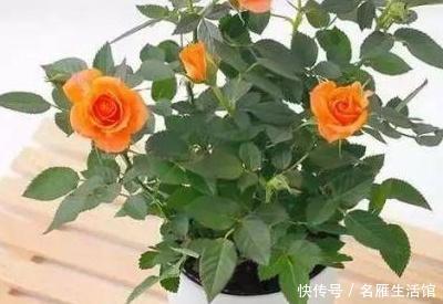 #植株#夏天玫瑰花怎么养
