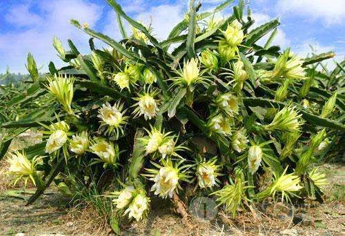 靠墙跟就能种，农民种植只要花，不占地卖价高