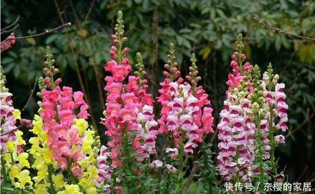 名字|路边6种“热花”,温度高就开花,路边扎堆长,能养成花海
