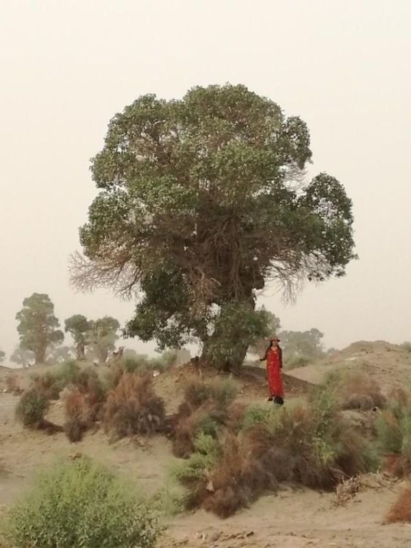 坐着大巴去新疆（五）之从且末到民丰，走走塔克拉玛干沙漠公路
