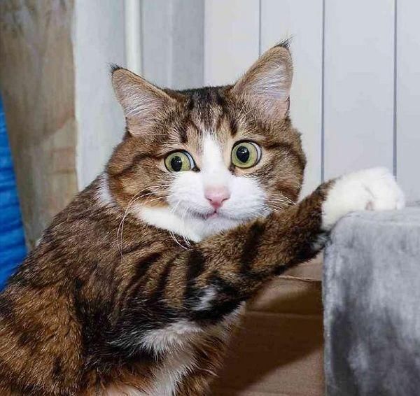 出差把猫咪扔给奶奶,半年后才想起来,再见时主