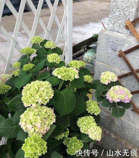 『花卉』百花争艳的季节,养那几种花最适合,推荐这四种开花好看花期长