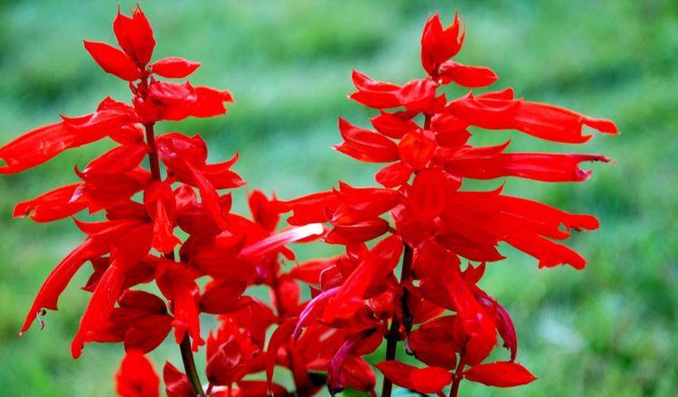 『开起』3种花寓意好,花期超长爱开花,开起花来拦不住,养两盆全年赏花