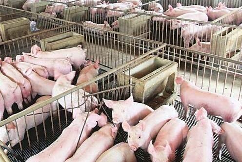 有专家预测明年养猪将大亏损，养殖户该怎么应对低价猪周期？