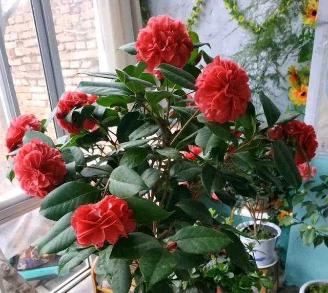  个把月■茶花有嫩芽个把月了还不展开叶片怎么办？别急，薄积厚发有惊喜
