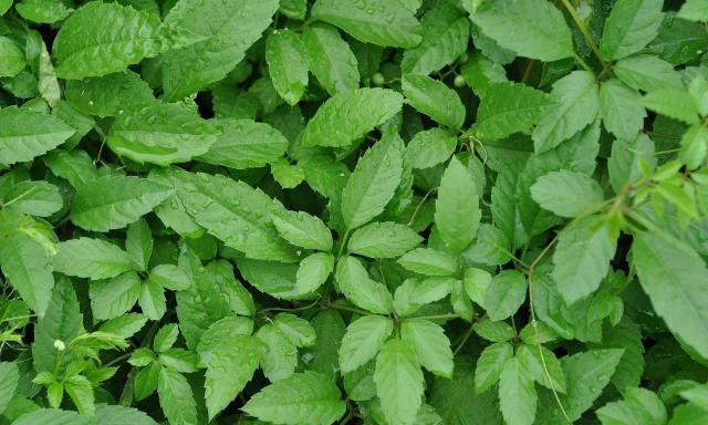  蛇伤@农村山里一奇草，蛇见到就跑，人称“五爪龙”，对付蛇伤有