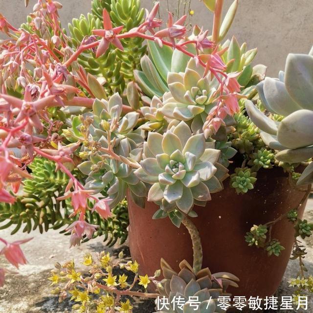 【时节】多肉在美好时节里尽情绽放吧!