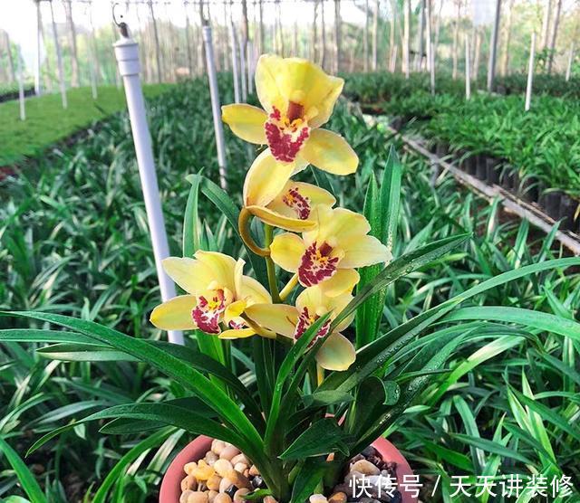  [花开]花开最亮眼的兰花，金光灿灿，香气浓郁，惹人喜爱的建兰皇妃