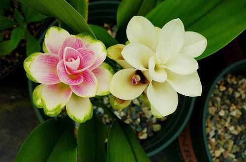  适合@适合懒人养的花，不用怎么管理，四季赏花，花开艳丽芳香怡人