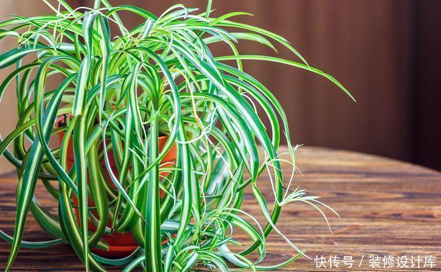  家里|颜值高好养护的5种室内绿植，家里养几盆，健康又美丽