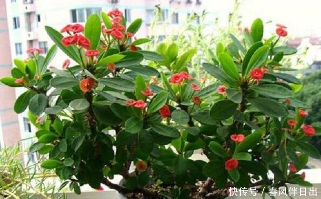 #适合#春天里,3种花最适合养护,外形优美花香浓郁,关键成活难度超低