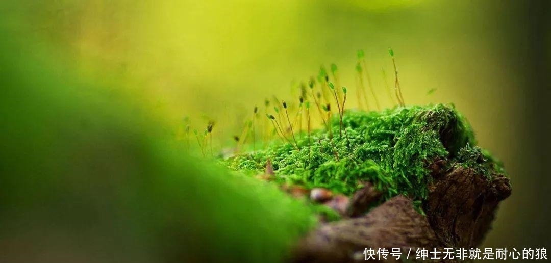  『苔藓』一竹一苔一盆景, “拥入怀中, 成就彼此”制法与图解