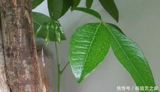  喜欢@“懂花人”就喜欢养“这3种花”，招财又旺运，养多年都没问题