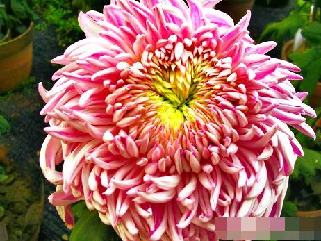  香雪球■喜欢菊花，就养盆“菊中精品”丹桂飘香，幽香袭人，沁人心脾