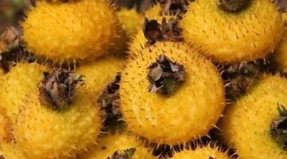  「第一次」农民说它是“维生素C之王”，集市上卖20块一斤，我是