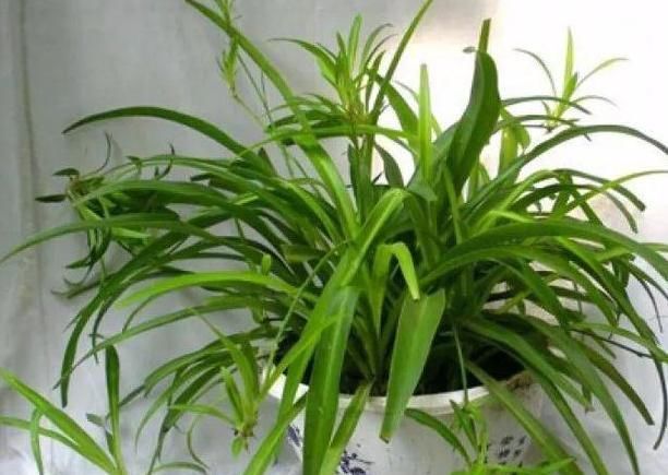 利于吊兰:如何给吊兰盆栽补水?2点做到位,植株生长得旺盛、枝繁叶茂