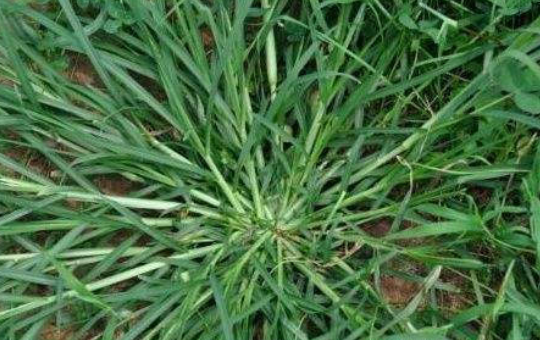  【良药】农村有一种奇草，是一种良药，治疗老人的风湿有奇效