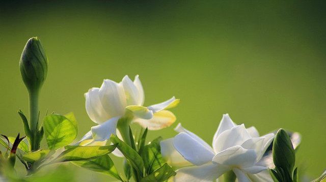  扦插|栀子花这样扦插，一根枝条就能插活，简单易学！