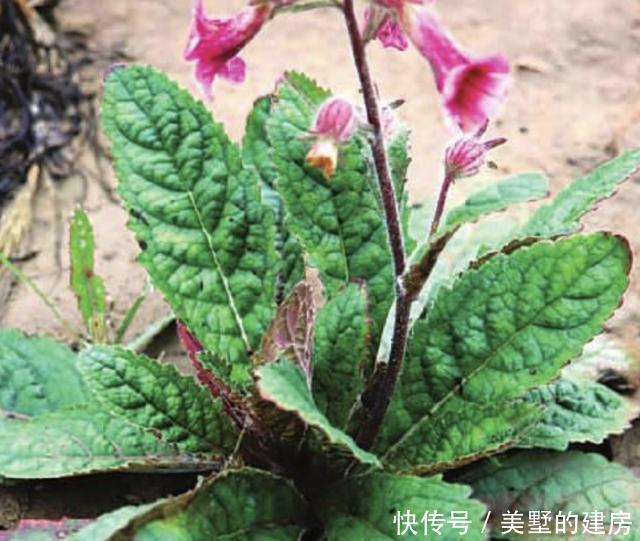  树林■在阴凉的树林里，生长着1种“地黄”，别忽视它，比月季值钱！