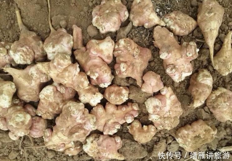 农村1个非常好吃的蔬菜，许多药店花钱收购，有很多农民不愿种植