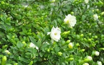  「栀子花」栀子花叶子发黄有黑斑怎么办