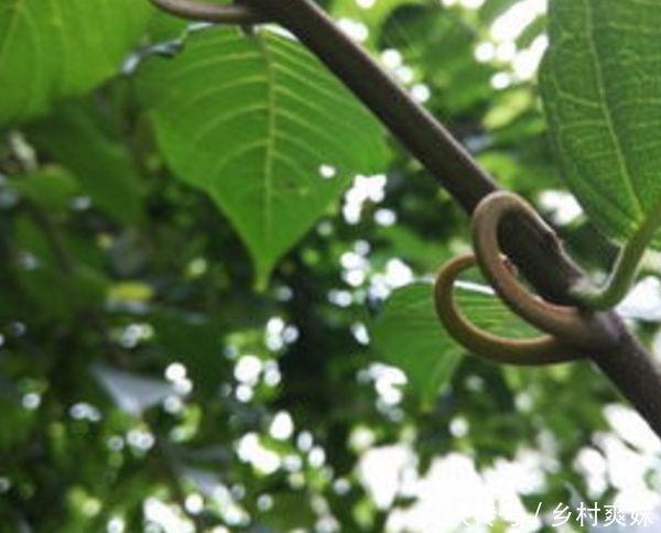  钩藤是一■农村一种常见的植物，对小孩子很有好处，全身上下都很值钱