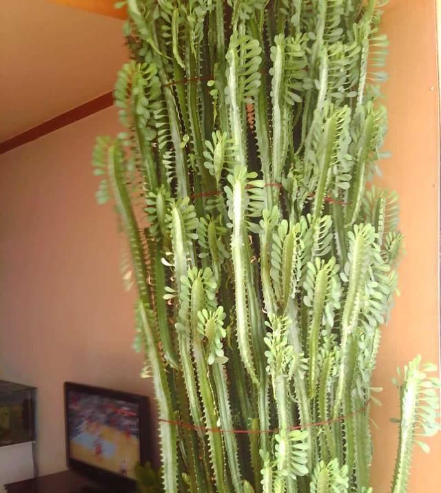  螺旋芦荟■这4种“高贵”花，每个价值都过完，1个月工资都买不起，你有吗？