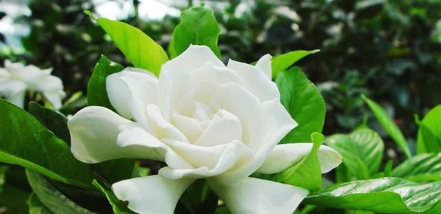 满园■绿叶丛中一点白,花开满园栀子香