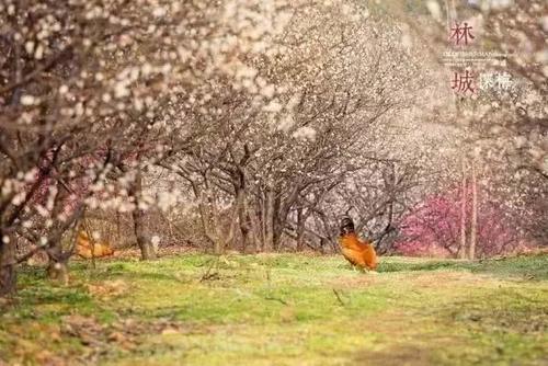 知否知否,应是暗香浮动,浙江已进入赏梅佳期!