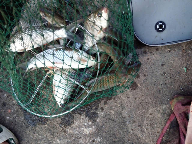  眼里■在钓鱼人的眼里，此鱼狡猾，精明，非常难钓
