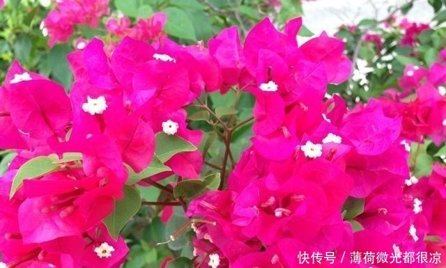  三角梅■三角梅花期长，花色艳丽，深受人们喜爱，养好三角梅你要注意这些