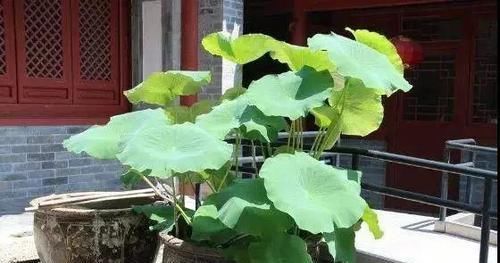「水缸」中国人院子里最应该摆这样东西