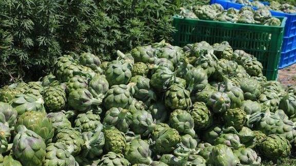  「洋蓟」外国人眼中“蔬菜之皇”，引入国内却被嫌弃，网友：价