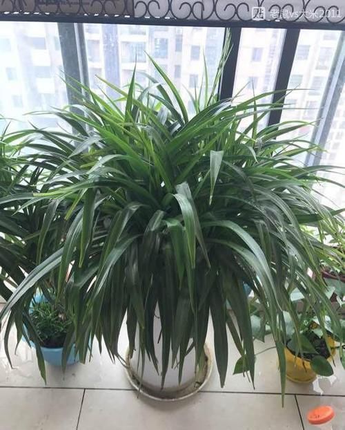 #植物#这“三种”植物容易繁殖,小嫩苗有水就能活