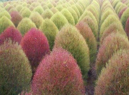  『植物』小溪边的1种野草，人称“扫帚菜”，枝叶能制作“扫把”，有价值
