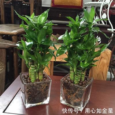 土壤应保持在湿润:盆栽观音竹管理方法